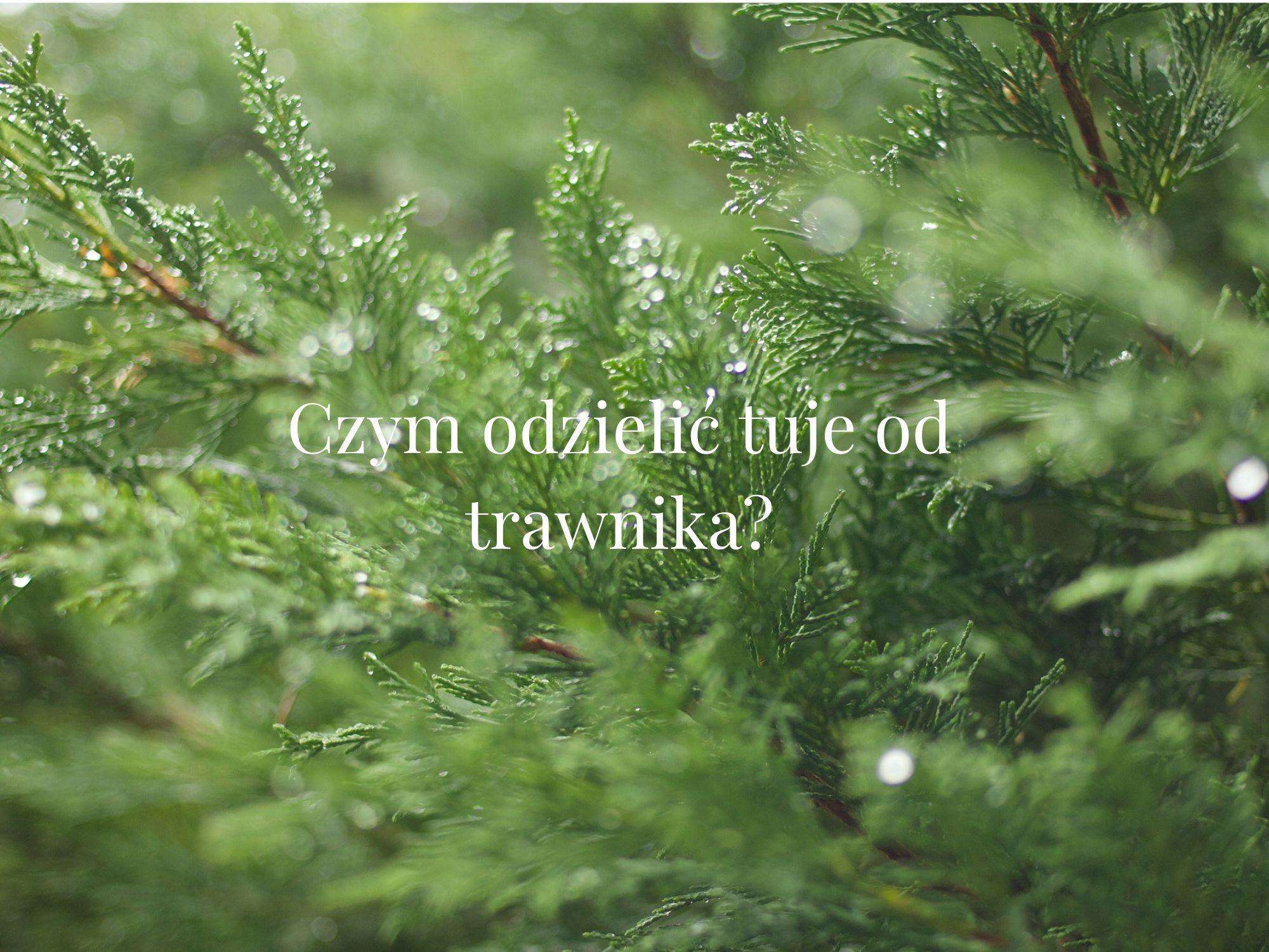 tuje w ogrodznie przy granicy działki